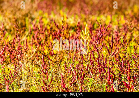 Close-up di salicornia (salicornia) in autunno in sfumature di rosso, verde e giallo Foto Stock