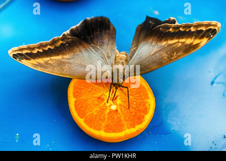 Eryphanis automedon, aka Automedon gufo gigante è una farfalla tropicale. Qui mostrato mentre mangia da un arancione Foto Stock