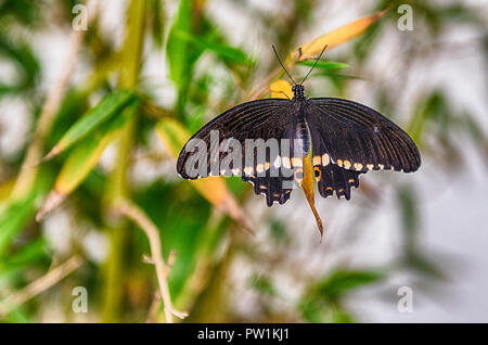 Papilio polytes, aka rcommon mormone è una farfalla tropicale. Qui mostrato mentre in piedi su una foglia Foto Stock