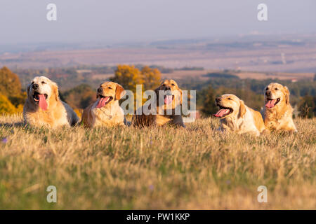 Cinque labrador cani giacente in autunno l'erba. Foto Stock