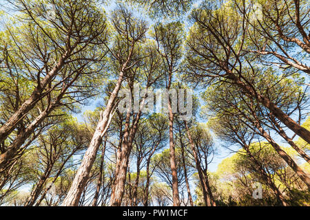 Alberi di pino visto da sotto in Isola di Caprera, Sardegna Foto Stock