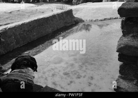 Cane godendo la vista del medievale castello Caephilly Foto Stock