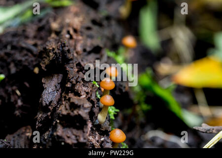 Piccoli funghi che crescono in una fila. Il cappuccio arancione gambo bianco di funghi trovati su un registro di marciume nella foresta. Foto Stock