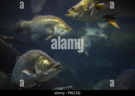 Grande golden barramundis nuotare in acquario Foto Stock