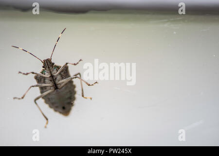 Un fetore bug espone il suo lato inferiore quando si cammina su un vetro antico nel riquadro della finestra. Foto Stock