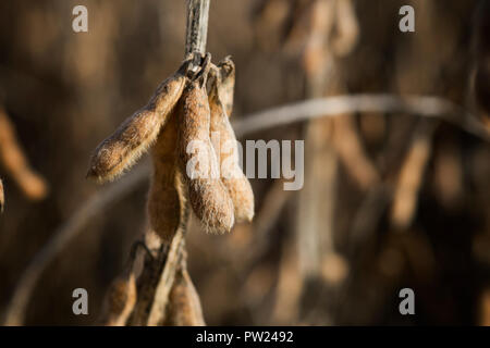 Fagioli di soia pronto per il raccolto in una Northern Illinois campo. Foto Stock