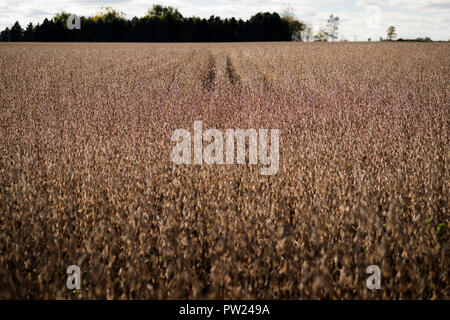 Fagioli di soia pronto per il raccolto in una Northern Illinois campo. Foto Stock