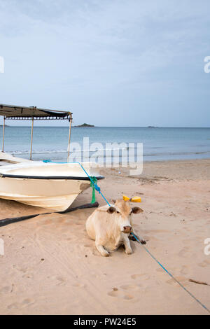 Mucca posa sulla spiaggia nella parte anteriore della barca ancorata su Nilaveli Beach di Trincomalee Sri Lanka asia Foto Stock