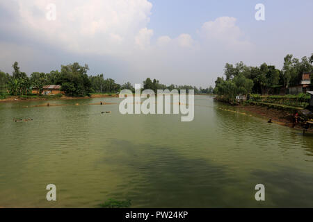 Le catture dei pescatori del loro pesce coltivato in un stagno a Shibganj in Bogra, Bangladesh. Foto Stock