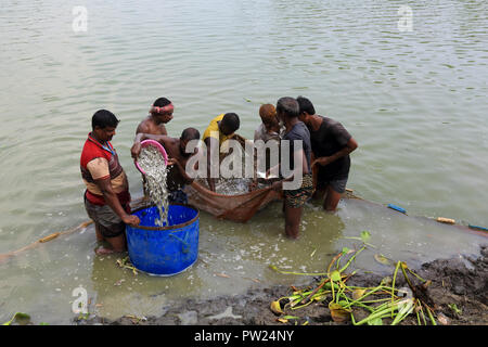 Le catture dei pescatori del loro pesce coltivato in un stagno a Shibganj in Bogra, Bangladesh. Foto Stock