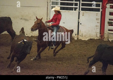 A concorrenti del Team canadese bovini Penning Association National Finals, Nutrien Western Event Center, Calgary Stampede Grounds, Calgary, Alberta, Foto Stock