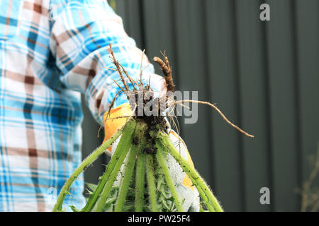 Cirsium vulgare - Spear Thistle Foto Stock