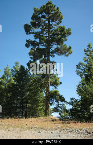 Albero alto sul Monte Kobau, British Columbia, Canada Foto Stock