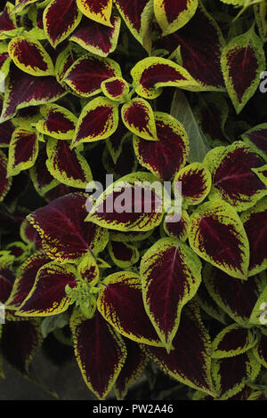 Foglie colorate di fiamma Solenostemon ortica (chiamato anche Coleus) Foto Stock