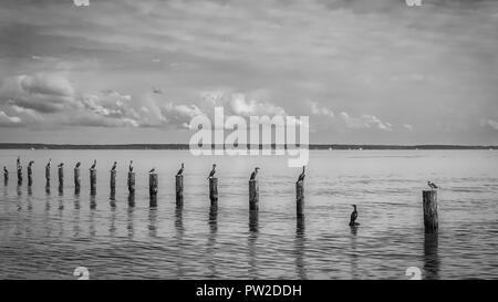 Gli uccelli seduti sui posti vicino alle rive del Colonial Beach, Virginia. Foto Stock