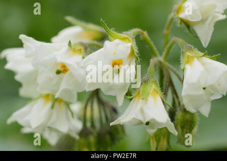 Soalnum tuberosum 'British Queen' varietà di patate in fiore in un giardino inglese cucina, Regno Unito Foto Stock