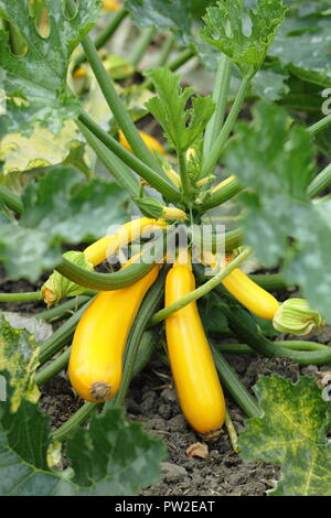 La zucchina ' Soleil' in crescita sulla pianta in un giardino inglese, REGNO UNITO Foto Stock