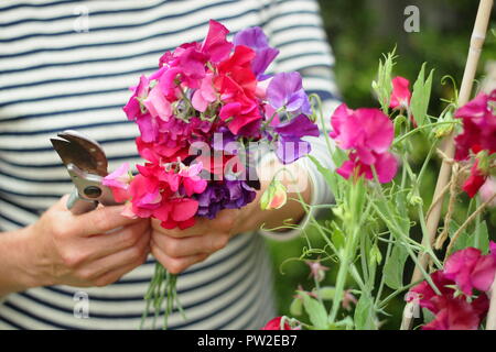 Lathyrus odoratus. Picking 'Spencer' piselli dolci da pianta salendo una canna wigwam in un giardino inglese, REGNO UNITO Foto Stock