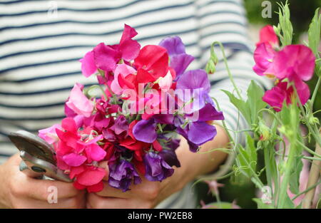 Lathyrus odoratus. Picking 'Spencer' piselli dolci da pianta salendo una canna wigwam in un giardino inglese, REGNO UNITO Foto Stock