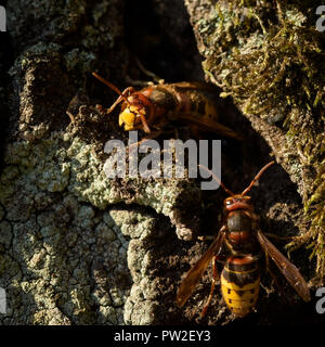 Il Parlamento hornet - Vespa crabro è il più grande eusocial wasp nativo dell Europa Foto Stock