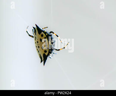 Un backup spinoso orb weaver spider la filatura della propria web, Marietta, Georgia, Stati Uniti d'America Foto Stock