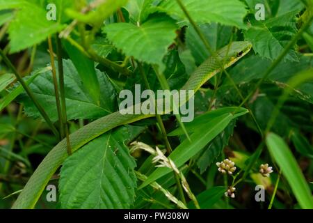 Una ruvida greensnake, anche noto come erba verde serpente schlittert attraverso le boccole a Yates mulino Parcheggio contea in Raleigh North Carolina. Foto Stock