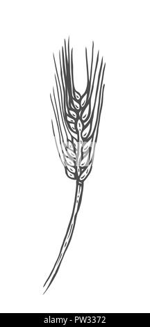 Disegnata a mano illustrazione di grano spikelets nel vintage stile inciso. isolato su bianco. Illustrazione Vettoriale