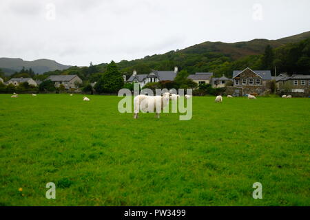 La vita nella città di Snowdonia Foto Stock