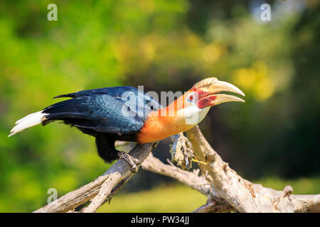 Closeup ritratto di un maschio di Blyth's Hornbill Rhyticeros plicatus o hornbill Papua in una verde foresta di pioggia. Questo uccello è nativo per le Molucche, nuovo G Foto Stock