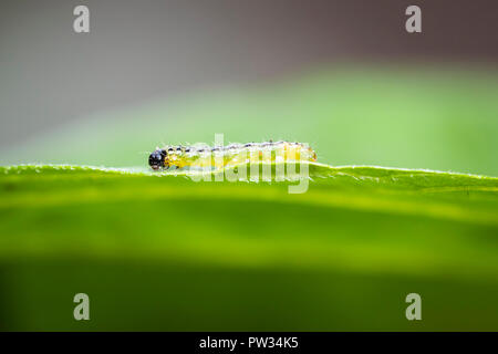 Primo piano di una struttura di Box moth caterpillar, Cydalima perspectalis, alimentazione sulle foglie. Una specie invasive in Europa ed è stato classificato al top garden pes Foto Stock