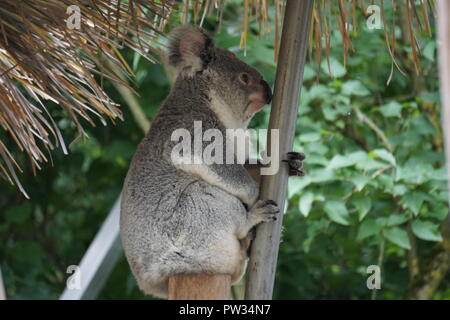 Un soffice orso koala appesi a un ramo di albero allo zoo e mostrando il suo magnifico profil Foto Stock