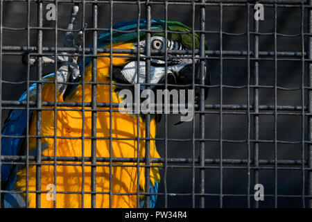 Blu e Giallo macaw (Ara ararauna) dietro le sbarre in gabbia, captive, Germania Foto Stock