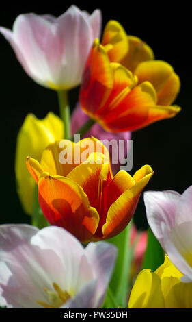 Pila di tulipani colorato scuro su sfondo nero Foto Stock