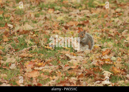 Lo scoiattolo sat su foglie di autunno, mangiare. Sciurus carolinensis Foto Stock