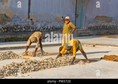 COCHIN KOCHI INDIA PREPARAZIONE DI SOLE asciugato lo zenzero tuberi o rizomi raccogliendo i tuberi in cumuli pronto per sacchetto Foto Stock