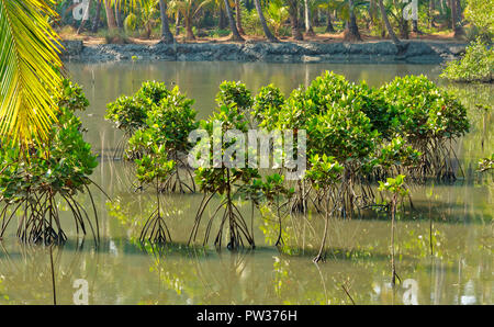 KANNUR KERALA INDIA arbusti di mangrovie che crescono in una laguna di soluzione salina Foto Stock