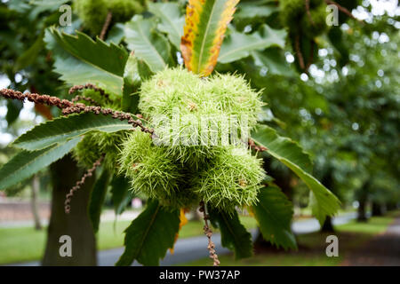 Sweet Chestnut Tree con nutshells e lascia Liverpool Merseyside England Regno Unito Foto Stock
