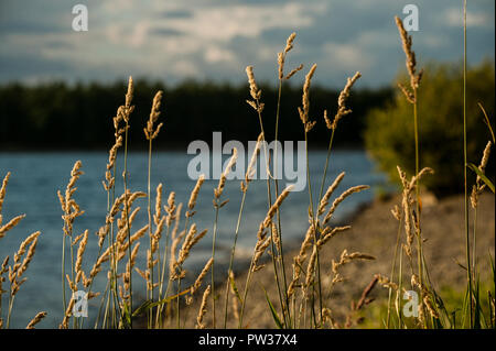 Erba selvatica cattura la luce della sera a Blessington Lago, Wicklow, Irlanda Foto Stock