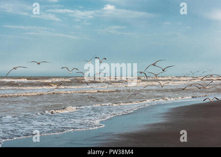 Gabbiani sorvolano la riva del mare Foto Stock