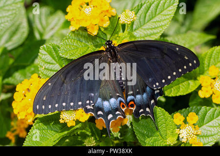 Appena eclosed nero femmina a coda di rondine butterfly poggiante su giallo Lantana fiori prima di volare per la prima volta Foto Stock