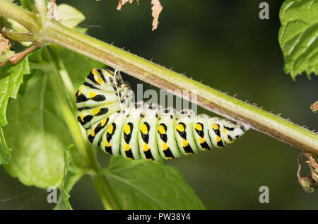 Ultimo instar di Nero a coda di rondine butterfly caterpillar diventando pronto pupate, appeso su un gambo di menta Foto Stock