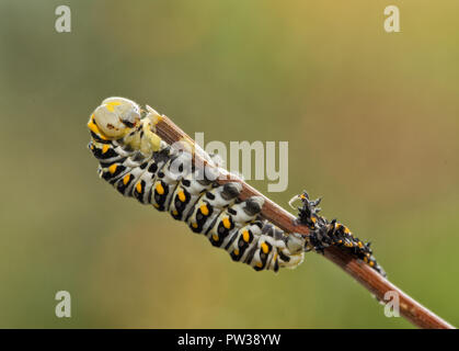 Quarto instar di Nero a coda di rondine butterfly caterpillar, subito dopo la muta, ancora con una luce colorata, testa e la sua exuviae, il molted vecchia pelle, Foto Stock