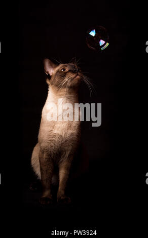 Bel gatto siamese gatto cercando in una bolla di sapone galleggianti in aria, su sfondo scuro Foto Stock