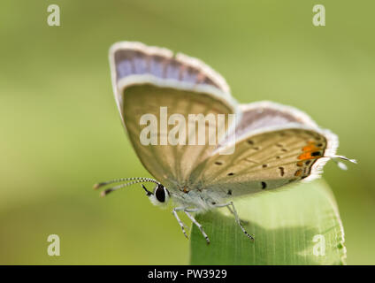 Piccolo maschio codato orientale-blue butterfly in appoggio su una paletta di erba con le sue ali aperti a metà. Foto Stock