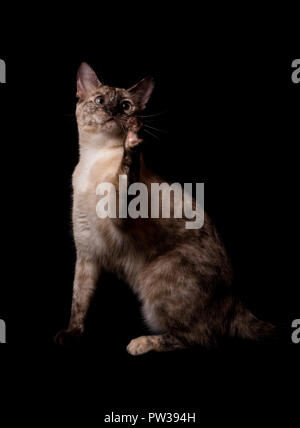 Punto Tortie gatto siamese gatto swatting a qualcosa in aria con la sua zampa su backgrund scuro Foto Stock