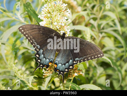 Orientale a coda di rondine di Tiger butterfly, dark morph femmina, alimentazione su un bianco fiore Buddleia Foto Stock