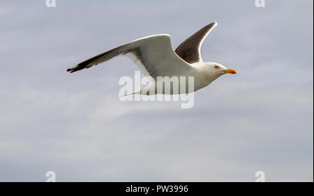 Lesser black-backed gull in volo Foto Stock