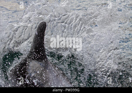 Dal becco bianco delfino acqua di rottura Foto Stock