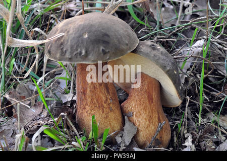 Boletus aereus, scuro cep, porcini da una foresta di querce vicino a Salonicco Grecia.una scelta di funghi commestibili Foto Stock