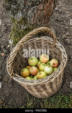 Mele biologiche in tondo cesto in vimini Foto Stock